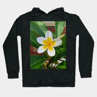 Frangipani Hoodie